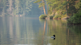 Algonquin - Canisbay Lake Campground