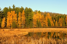Algonquin - Basin Lake