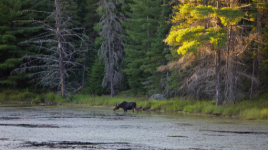 Algonquin - Pog Lake and Kearney Lake Campground